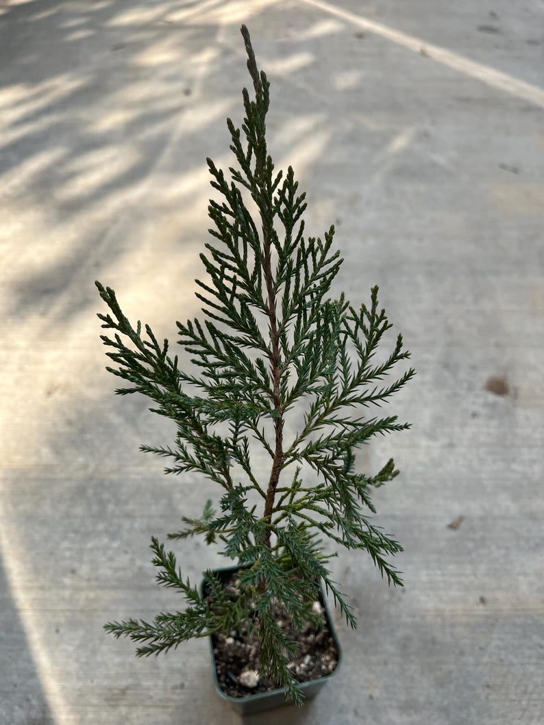 juniper succulent Sea Green Juniper Plant in 4" Pot - Juniperus chinensis 'Sea Green'