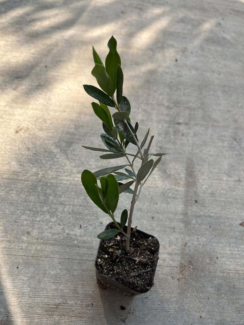 Dwarf Olive Plant in 4" Pot - Olea europaea 'Arbequina' or 'Little Ollie' - Compact Fruiting/Ornamental Variety for Small Spaces