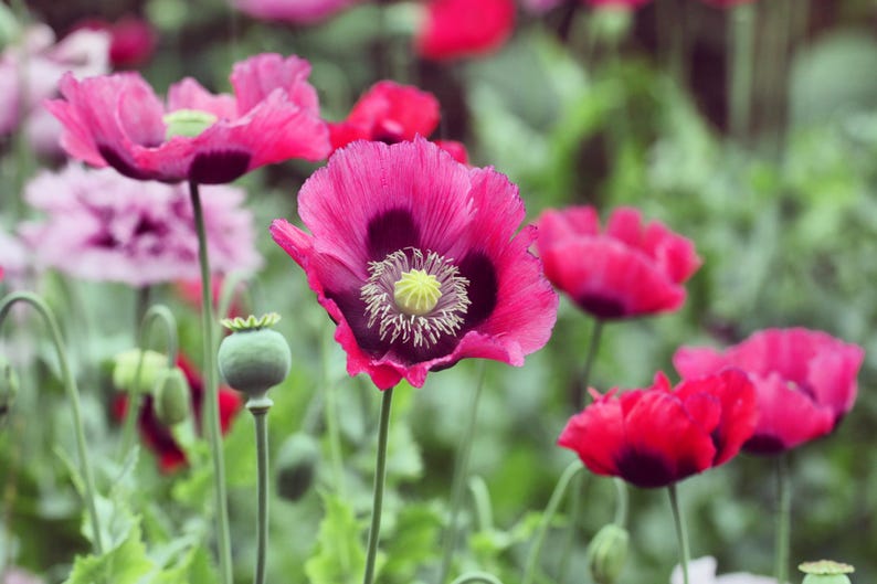 Poppy Seeds - 10 Seeds - Turkish Blue Poppy, Papaver somniferum - Culinary Variety - Free Shipping on Orders Over $35
