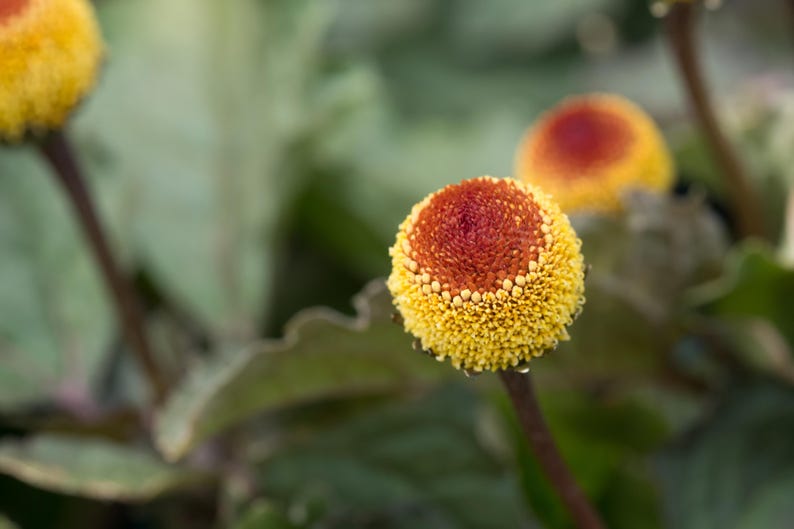 szechuan flower seeds Toothache Plant Seeds
