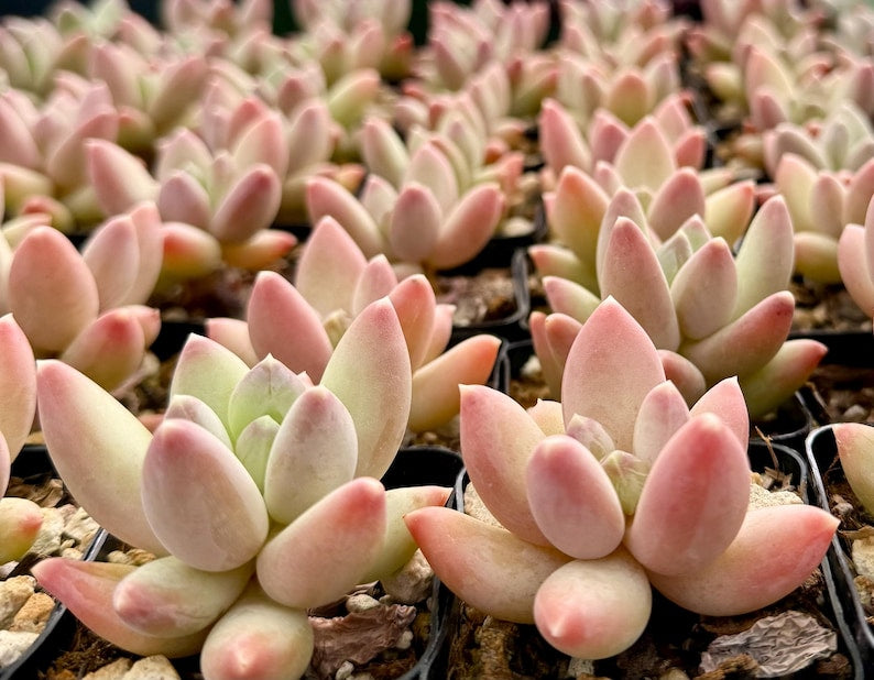 jewel succulent Pink Succulent Plant in 2" Pot | Pachyphytum Compactum 'Rose'