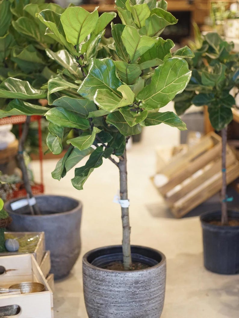 bambino fiddle leaf fig tree Ficus Fiddle Leaf Fig Bambino Tree Form Indoor Plant