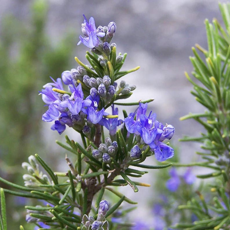 Live Rosemary Plants Pack of 3 - Tuscan Blue, Fragrant Culinary Herb - Rosmarinus officinalis - Ideal for Gardens & Containers