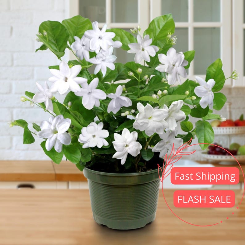 Jasmine Live Plant 6" Pot | Sambac Arabian Jasmine | Aromatic Indoor Houseplant | Perennial Garden Plant | Perfect for Beginners