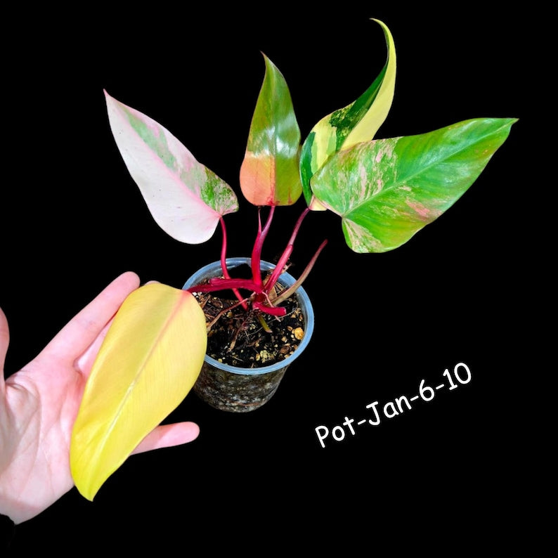 philodendron serratum aurea marble Variegated Philodendron Strawberry Shake Plant in Nursery Pot - Rare Collector Houseplant