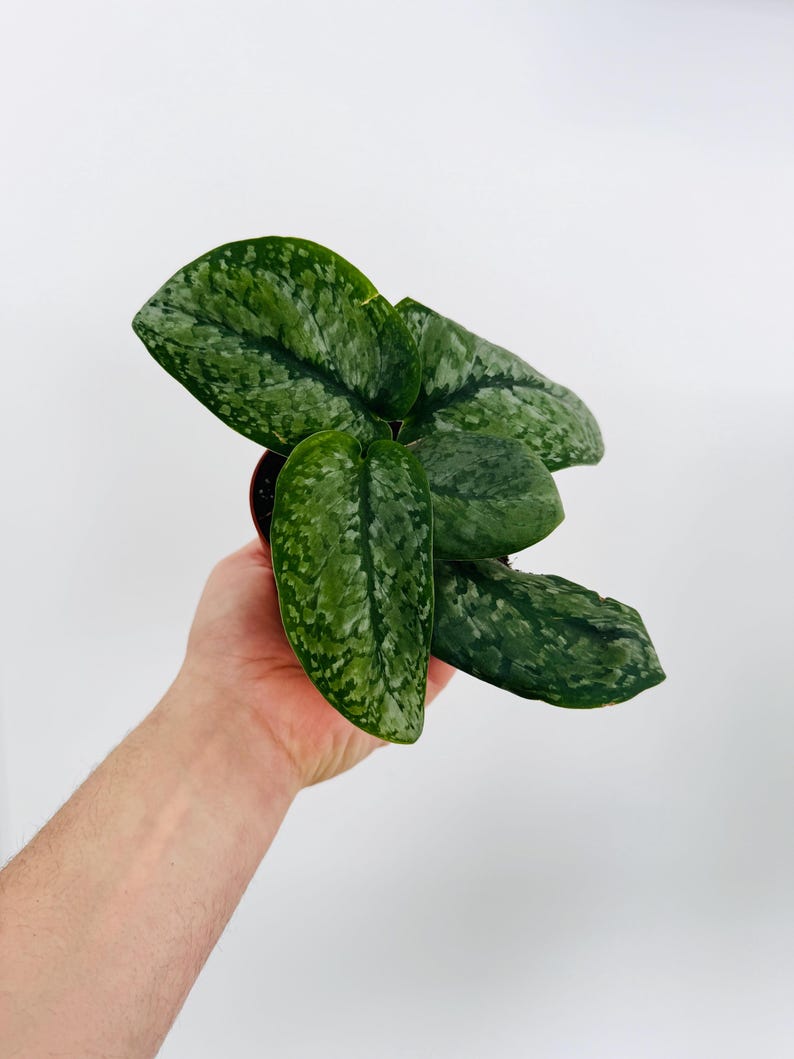 Scindapsus sp. Ganung Live Plant in 4” Pot – Rare Silver Satin Pothos – Easy Care Aroid for Indoor Plant Lovers