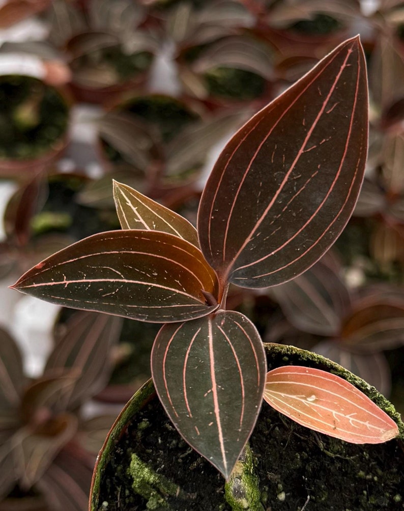 Jewel Orchid Plant | 3" Pot | Ludisia Discolor | Elegant Foliage with Metallic Veins | Terrestrial Orchid for Home Decor
