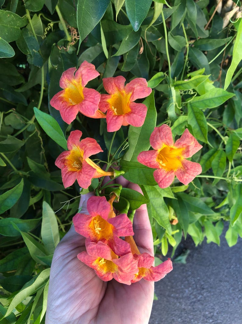 Tangerine Beauty Crossvine Cuttings - 6 Rooting Stem Cuttings, Bignonia Capreolata, Tropical Flowering Vine
