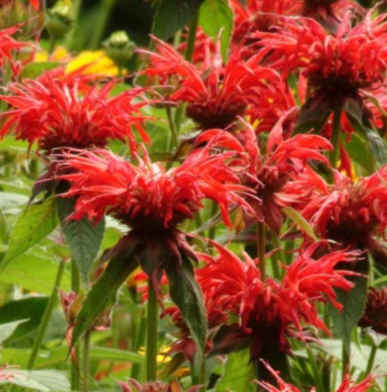 Monarda didyma Jacob Cline Bee Balm Starter Plant - Red Tubular Blooms - Attracts Hummingbirds - Perennial Flower Plant