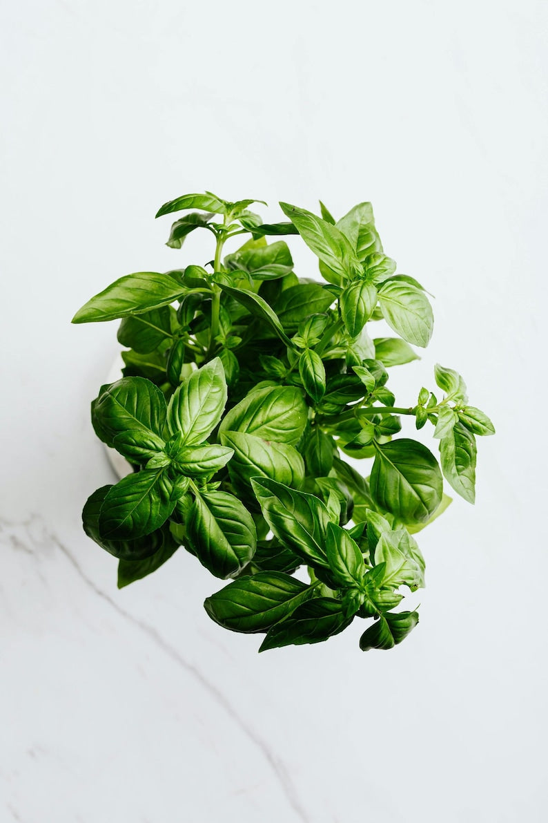 Live Greek Basil Plants (Pack of 3) - Aromatic Culinary Herb for Cooking - Ocimum basilicum var. minimum - Easy to Grow