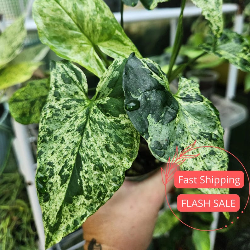 Syngonium Mojito Live Plant | 2.5" Starter Plant | Rare Arrowhead House Plant | Syngonium Podophyllum