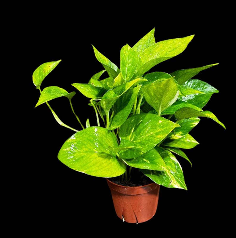 Golden Pothos Plant 4” Pot - Easy Care Indoor Houseplant - Low Light Air Purifier - Epipremnum aureum - US Seller