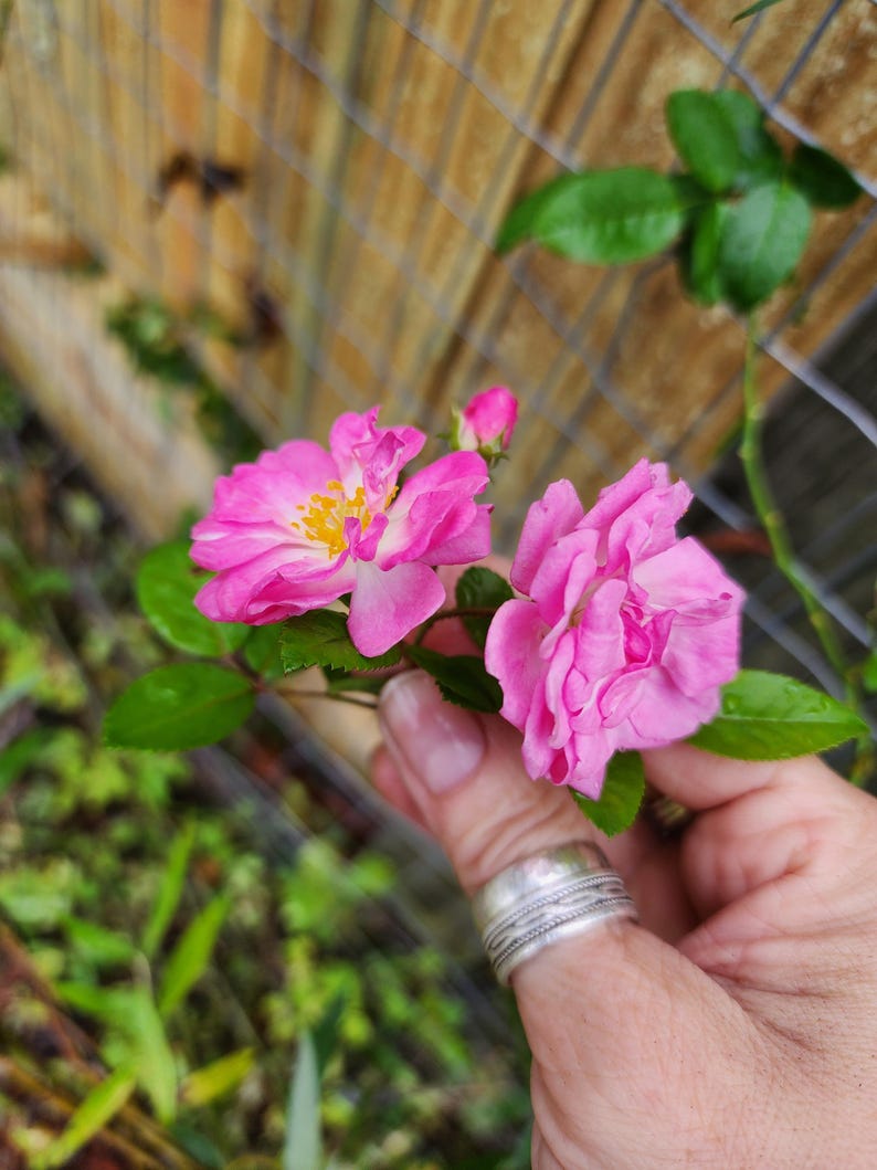 Rooted Thornless Climbing Rose - Peggy Martin Variety - Rosa 'Peggy Martin' - Hurricane Katrina Rose