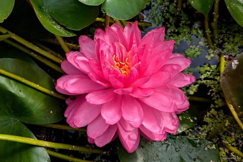 Pigeon-Blood Nymphaea Water Lily 3 Pack - Winter Hardy Pond Plants - Pink Blooms - Nymphaea 'Pigeon Blood'