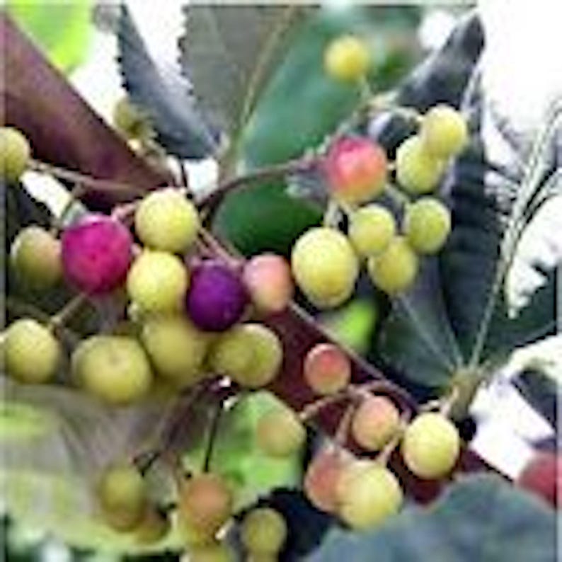 Sherbet Berry Plant Starter - Edible Grewia Asiatica Perennial Fruit - Drought-Tolerant Shrub for Indoors/Outdoors