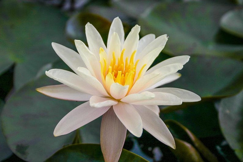 Winter Hardy Water Lily 3 Pack - Nymphaea ‘Starbright’ - White and Pink Flowering Pond Plants for Water Gardens