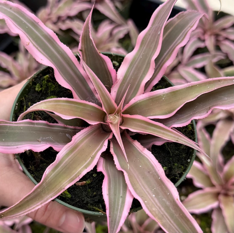 Pink Earth Star Plant 4" Pot | Cryptanthus Le Rey | Tropical Bromeliad with Colorful Foliage | Indoor Houseplant