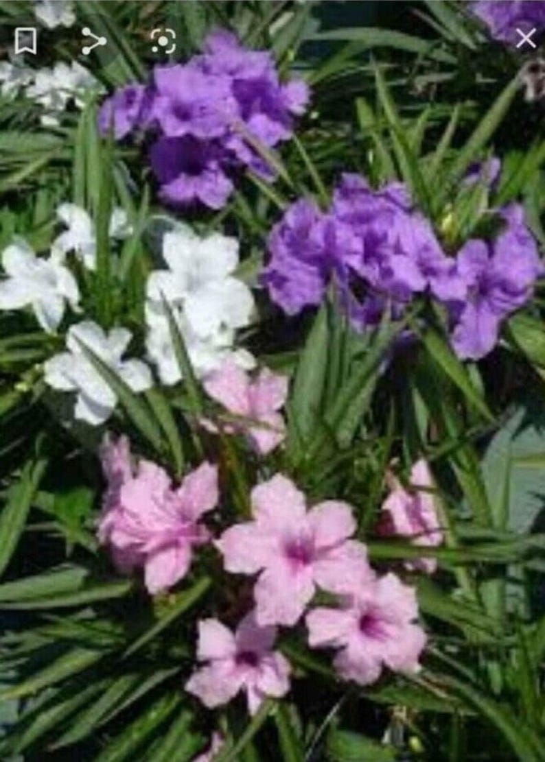 Mexican Petunia Plant Plugs - 15 Total (5 Each) Purple, White & Pink - Ruellia simplex