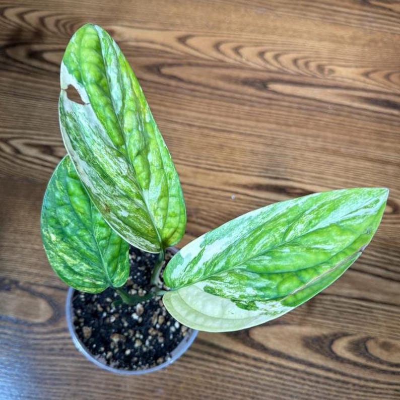 Variegated Monstera Peru Plant in 4
