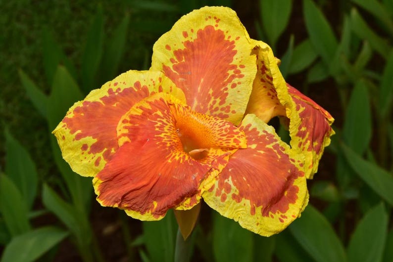 Canna Plants 6 Pack 2" Pots King Humbert Tropical Marginal Bog Plant Canna ‘King Humbert’ for Water Gardens