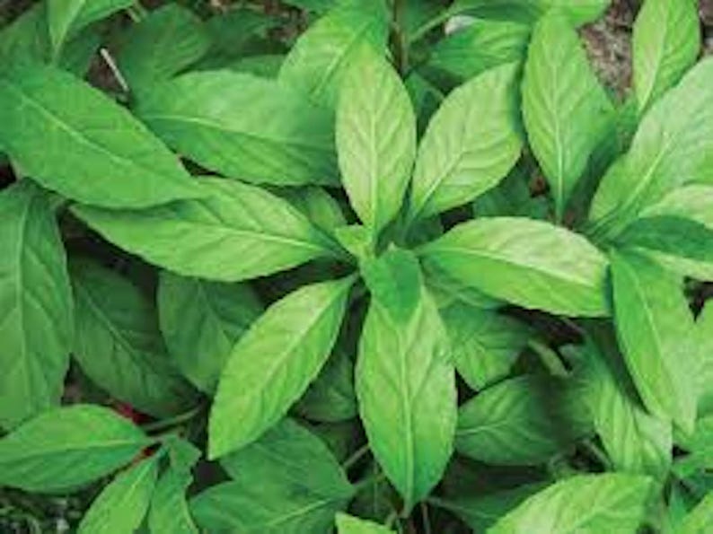 Longevity Spinach Plant Starter - Gynura Procumbens - Perennial Green Ground Cover for Gardens - Tropical Edible Plant