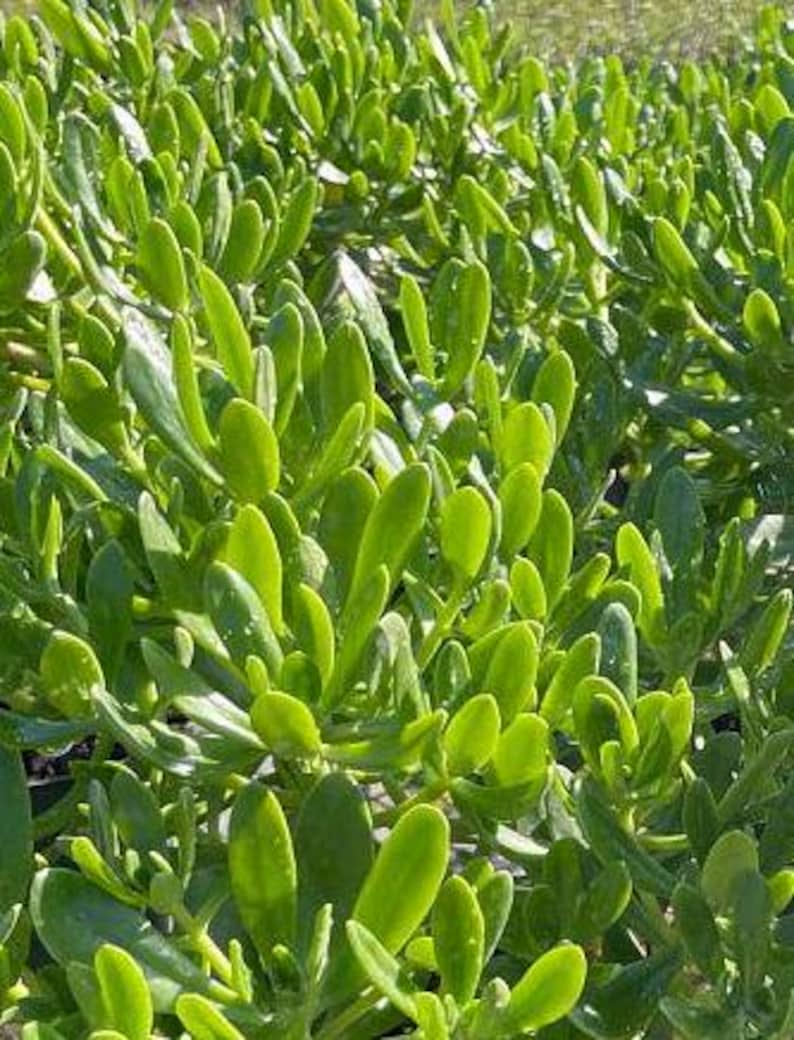 Sedum praealtum Live Plant - Green Cockscomb - Hardy Succulent for Outdoor Gardens - Easy Care Succulent Plant