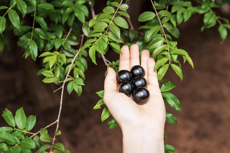 Live Jaboticaba Tree - 1 Foot - Tropical Fruit with Grape-Like Berries - Plinia cauliflora - Ideal for Gardens & Containers