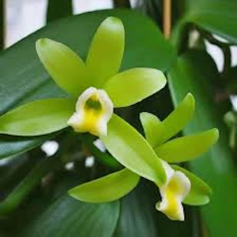Vanilla Bean Orchid Plant - 1 Size, Vanilla planifolia, Sunshine State Vanilla Fruit Vine, Tropical Climbing Orchid