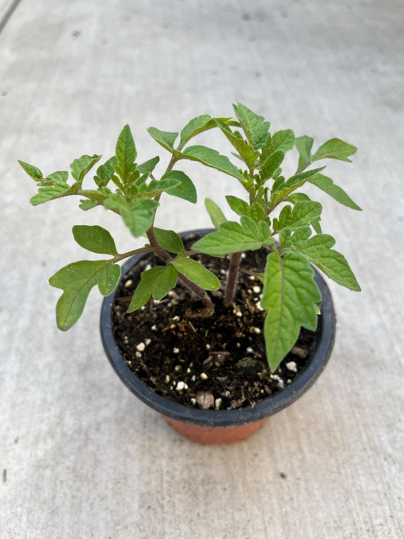 Organic CarbTomato Live Plants - 2 Cherry Tomato Plants in 4" Pot - Heirloom Tomato Variety - Perfect for Home Gardens