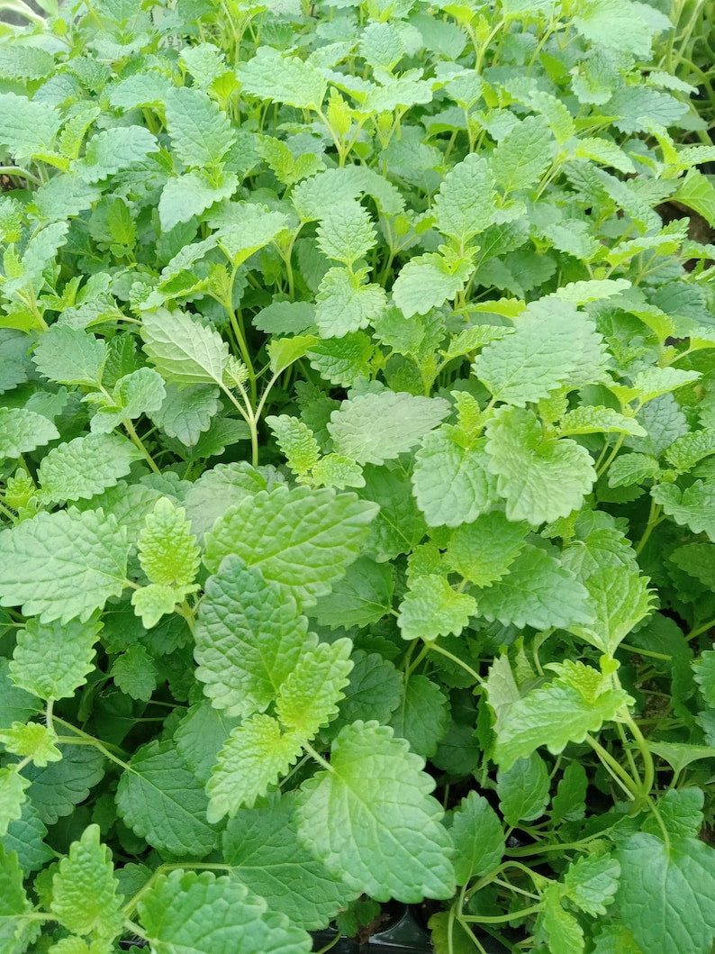 Lemon Balm Herb Starter Plant - Fragrant Culinary Herb for Tea - Melissa officinalis - Easy to Grow, Pollinator-Friendly