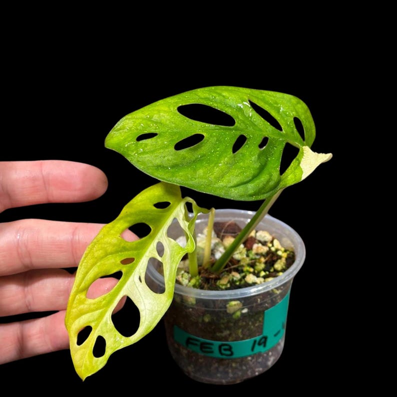 are monstera adansonii rare Variegated Monstera Adansonii Aurea Plant in Nursery Pot