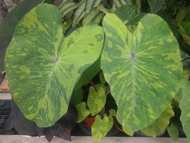 Taro Plants 2" Pot 6 Pack - Colocasia esculenta ‘Elena’ Tropical Marginal Bog Plant for Water Gardens and Ponds
