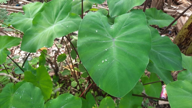 Taro Violet Stem 2" Pot 6 Pack - Colocasia esculenta ‘Fontanesii’ Tropical Pond Plants for Water Gardens