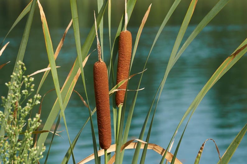 Cattail Plants 6 Pack 2" Pots Typha latifolia Winter Hardy Marginal Bog Plants for Ponds