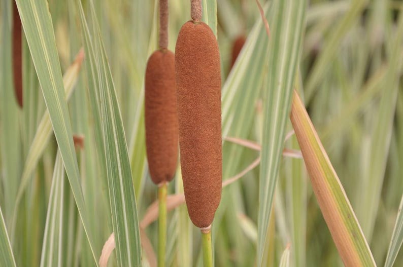 Variegated Cattail Plants 2" Pot Pack of 6 - Typha latifolia 'variegata' - Winter Hardy Pond Marginal Bog Plant
