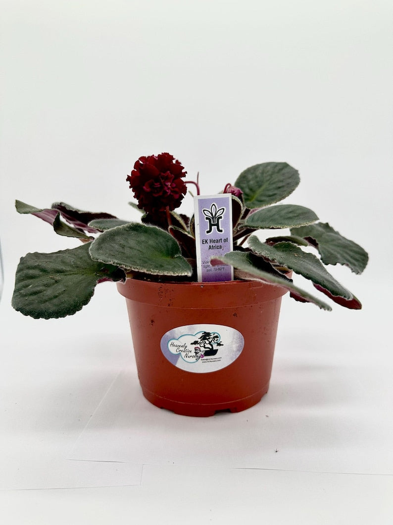 Live African Violet 6" Plant - EK Heart of Africa - Vibrant Blooms - Saintpaulia Houseplant for Indoor Gardens