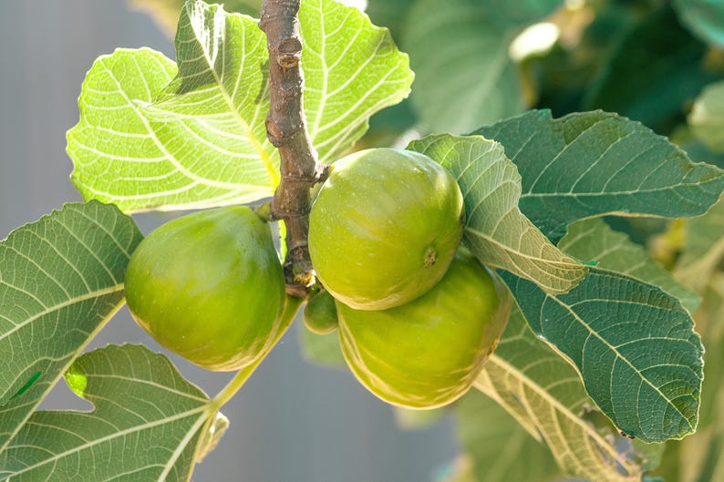 Organic Jancie Seedless White Fig Tree Cuttings - 6 Fresh 8-12" Stems for Rooting - Ficus carica