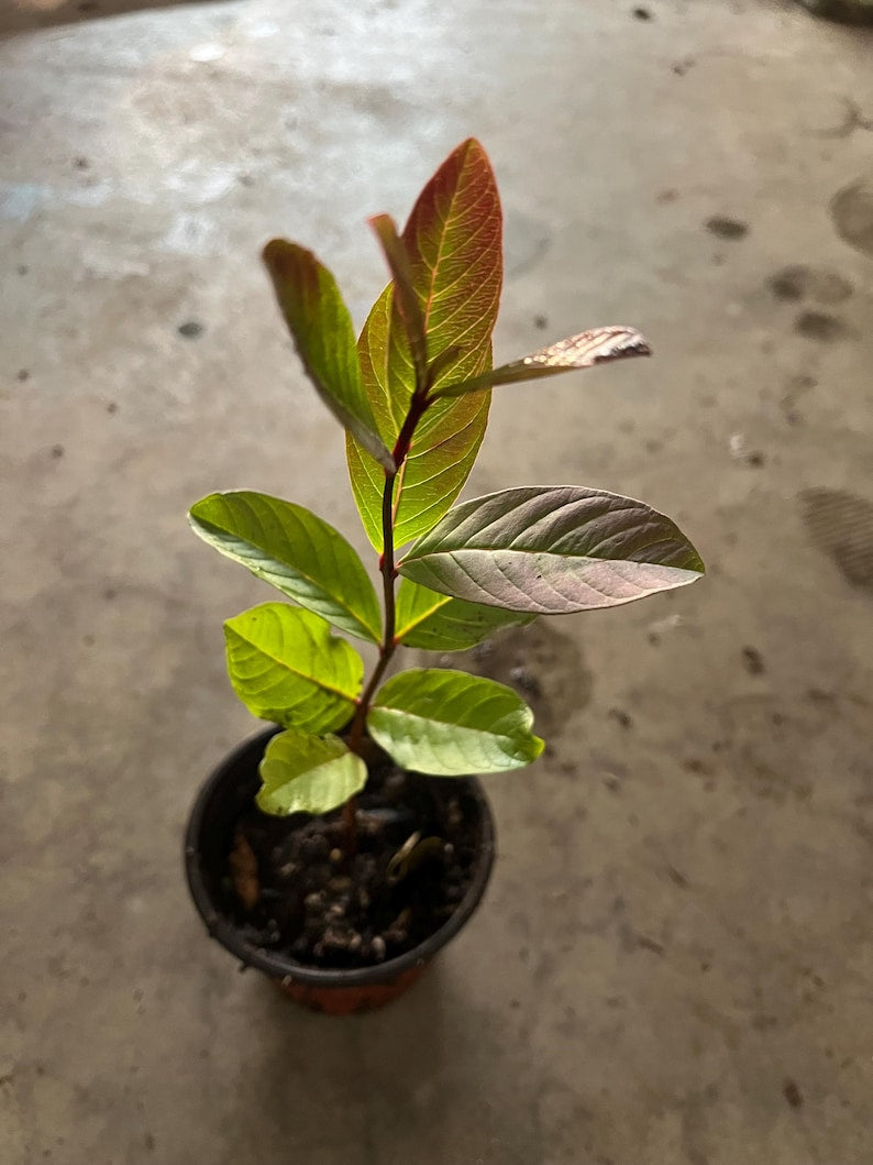 guava fruit seed planting Guava Tree - 4" Pot - Red Inside Fruit - Psidium guajava