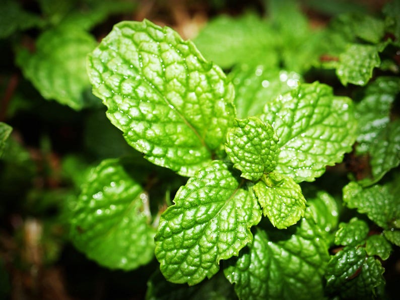 Live Spearmint Plants (Pack of 3) - Aromatic Culinary Herb - Mentha spicata - Easy to Grow for Tea, Cooking, and Cocktails
