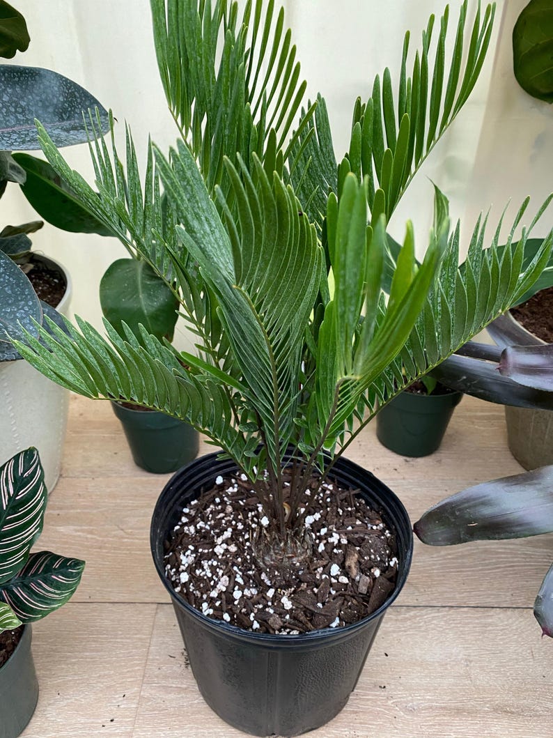 Coontie Palm Plant