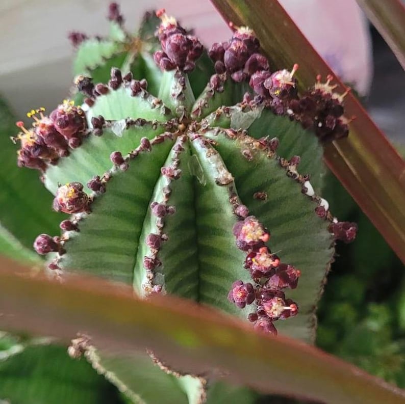Baseball Cactus Plant 3-5in Euphorbia Anoplia Tanzanian Zipper Euphorbia polygona Succulent Houseplant