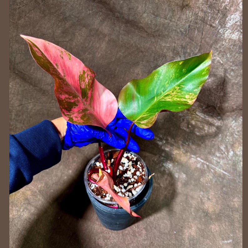 pink variegated indoor plants Variegated Philodendron Strawberry Shake Plant in Nursery Pot