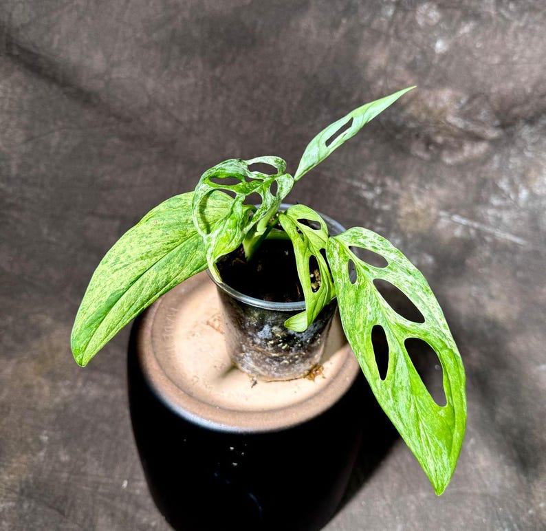 Variegated Monstera Acuminata Mottled Plant in Nursery Pot - Rare Indoor Live Plant - Monstera acuminata - US Seller