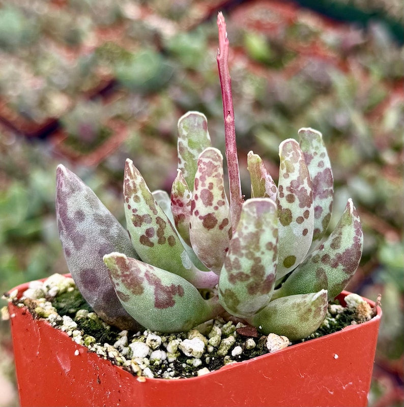 succulent bulb spotted leaves Adromischus Cooperi Succulent | 3" Plover Eggs Plant | Unique Purple-Spotted Fleshy Leaves
