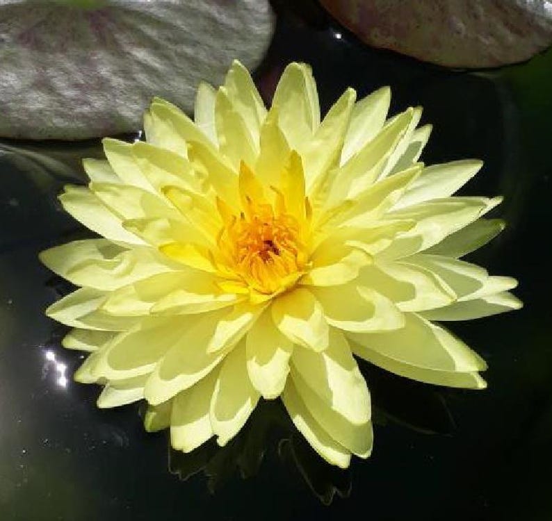Water Lily 3 Pack - Puttaraksa Nymphaea, Yellow Flowers, Hardy Pond Plants, Water Garden Lilies