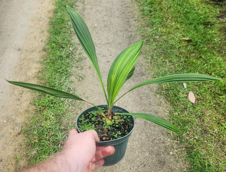 Seashore Palm Live Plant - Allagoptera arenaria - Outdoor Grown - Minor Blemishes - Low Maintenance Tropical Plant