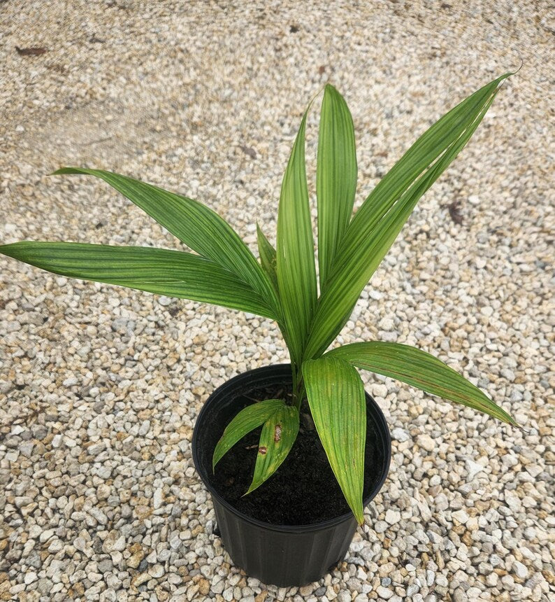 Satakentia liukiuensis Live Plant - Tropical Palm - Outdoor Grown - Hardy Varieties for Home & Garden