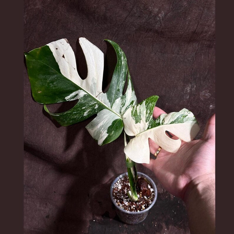 Variegated Monstera Albo Plant - Rare White Borsigiana - Exact Plant -  Indoor Houseplant