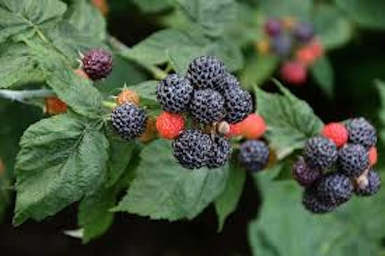 Black Raspberry Plants - 1-2 Year Old Black Hawk Variety - Rubus occidentalis - Hardy Fruit Plant for Home Gardens