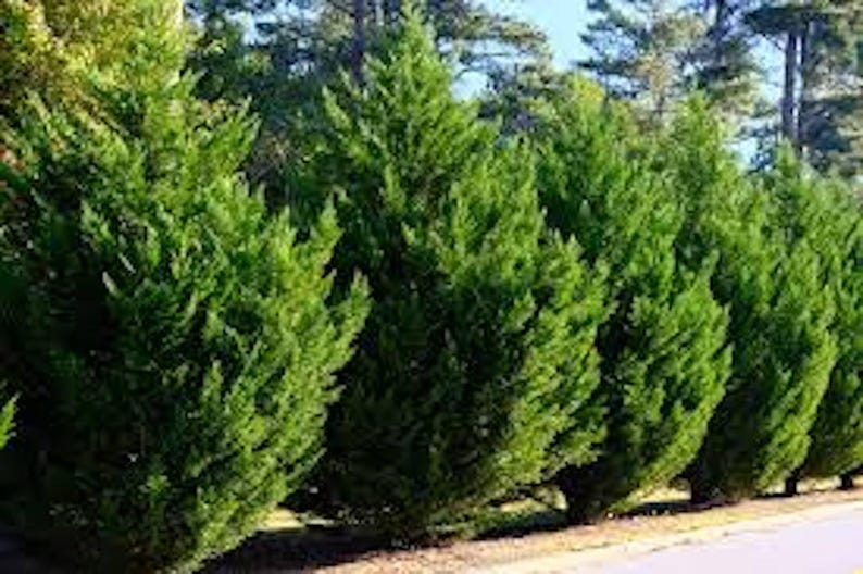 Leyland Cypress Starter Plant - 20 Bare Root Evergreen Hedge Trees - Fast Growing Conifer (Cupressocyparis leylandii)
